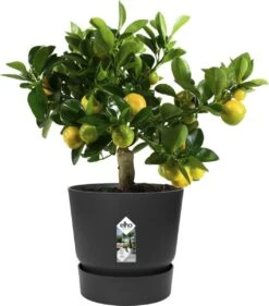 Elho Greenville Rond 30 - Grote Bloempot Voor Buiten - Gemaakt Van Gereycled Plastic - Ø 29.5 X H 27.8 Cm - Living Black -Buitentuinwinkel 1056x1200 1