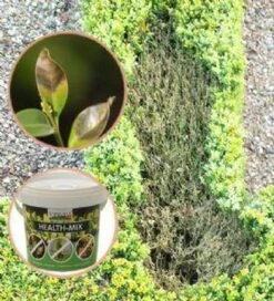 Topbuxus Buxus Health Mix -Buitentuinwinkel 1089x1200 2