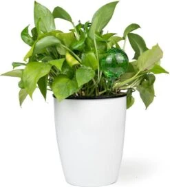 Merkloos Decopatent® 4 Stuks - Waterdruppelaar Voor Planten - Watergever - Glas - Waterbollen - Watergeefsysteem - Plantenbollen - Groen -Buitentuinwinkel 1091x1200 1