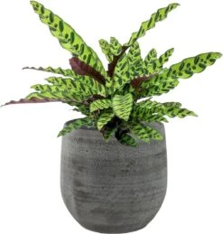 Merkloos Pot Esra Mystic Grey Bloempot Binnen 22 Cm 9 Merkloos Pot Esra Mystic Grey Bloempot Binnen 22 Cm -Buitentuinwinkel 1144x1200 1