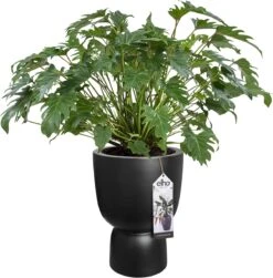 Elho Pure Coupe 35 - Bloempot Voor Binnen & Buiten - Ø 34.9 X H 49.0 Cm - Zwart/Zwart 34 Elho Pure Coupe 35 - Bloempot Voor Binnen & Buiten - Ø 34.9 X H 49.0 Cm - Zwart/Zwart -Buitentuinwinkel 1181x1200 1