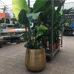 Merkloos Bloempot Karakter Goud - L 11 Merkloos Bloempot Karakter Goud - L -Buitentuinwinkel 1191x1200 9