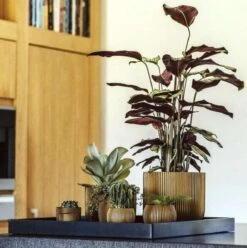 Capi Europe - Bloempot Bol Groove XL - 33x35 - Goud - Bloempot Voor Binnen - Opening ⌀28 - GVGB932 -Buitentuinwinkel 1195x1200 8