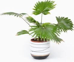 Bloempotten Binnen - Keramiek - Gouden Rand - Bloempot Buiten - Afvoergat 24 - Small Set Van 3 - 15 Cm -Buitentuinwinkel 1200x1016