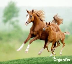 Kalk Korrel Meststof Verrijkt Met Magnesium (20Kg - Voor 400m2) Voor Dieper Bladgroen (+PH) Speciaal Voor Gazon, Perken, Moestuin En Openbaar Groen - Organifer -Buitentuinwinkel 1200x1071 1