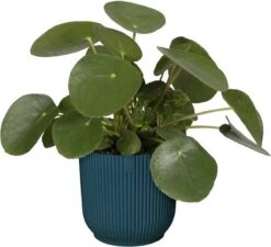 Elho Vibes Fold Rond 22 - Bloempot Voor Binnen - Ø 22.0 X H 20.2 Cm - Diepblauw -Buitentuinwinkel 1200x1093 4