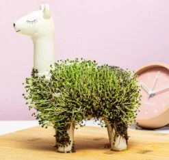 Gift Republic Lama Bloempot Met Zaadjes 10 Gift Republic Lama Bloempot Met Zaadjes -Buitentuinwinkel 1200x1137