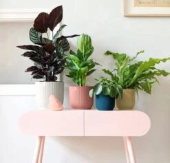 Elho Vibes Fold Rond 30 - Bloempot Voor Binnen - Ø 29.5 X H 27.2 Cm - Delicaat Roze -Buitentuinwinkel 1200x1149 4