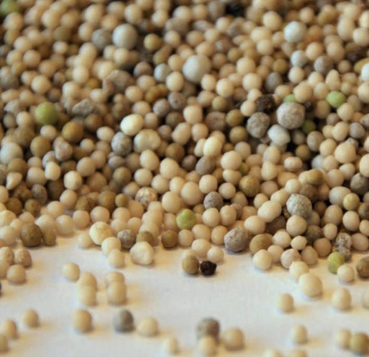 Sedum Bemesting 5 Kg | Sempergreen® 4 Sedum Bemesting 5 Kg | Sempergreen® - Afbeelding 2