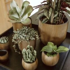 Capi Europe - Bloempot Bol Groove - 23x21 - Goud - Bloempot Voor Binnen - BGVGB134 -Buitentuinwinkel 1200x1191 3