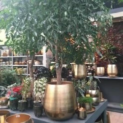 Gina Da Bloempot Karakter Goud - XL -Buitentuinwinkel 1200x1200 1034