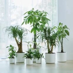 Elho B.for Soft Rond 30 - Bloempot Voor Binnen - Ø 29.5 X H 27.6 Cm - Wit 23 Elho B.for Soft Rond 30 - Bloempot Voor Binnen - Ø 29.5 X H 27.6 Cm - Wit -Buitentuinwinkel 1200x1200 1062