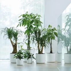 Elho B.for Soft Rond 30 - Bloempot Voor Binnen - Ø 29.5 X H 27.6 Cm - Wit 24 Elho B.for Soft Rond 30 - Bloempot Voor Binnen - Ø 29.5 X H 27.6 Cm - Wit -Buitentuinwinkel 1200x1200 1063