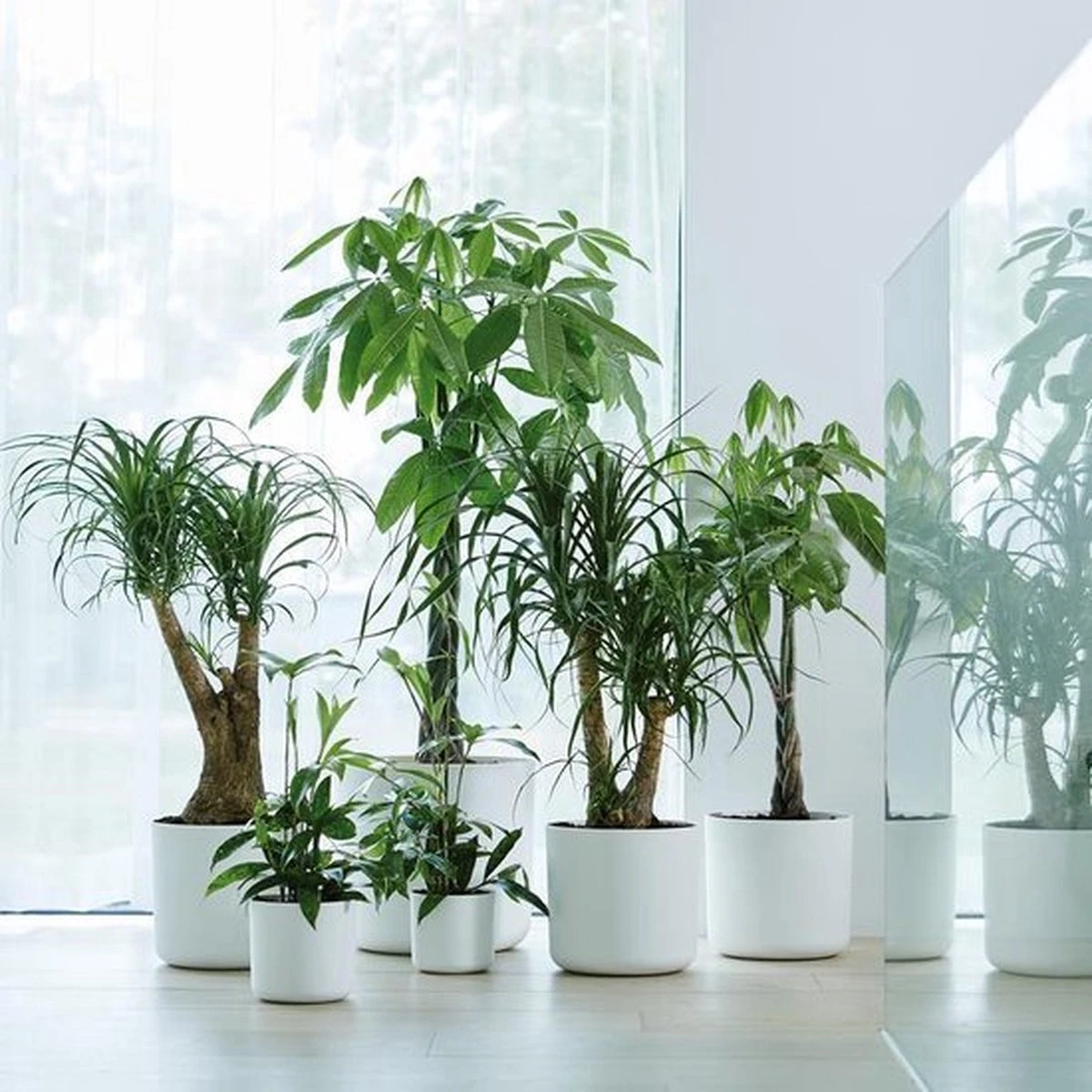 Elho B.for Soft Rond 30 - Bloempot Voor Binnen - Ø 29.5 X H 27.6 Cm - Wit 9 Elho B.for Soft Rond 30 - Bloempot Voor Binnen - Ø 29.5 X H 27.6 Cm - Wit - Afbeelding 7