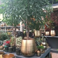 Merkloos Bloempot Karakter Goud - L 13 Merkloos Bloempot Karakter Goud - L -Buitentuinwinkel 1200x1200 1149