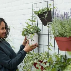 Elho Loft Urban Green Wall Rek 48 - Accessoires Voor Buiten - Ø 47.3 X H 59.0 Cm - Zwart/Living Black 15 Elho Loft Urban Green Wall Rek 48 - Accessoires Voor Buiten - Ø 47.3 X H 59.0 Cm - Zwart/Living Black -Buitentuinwinkel 1200x1200 1161