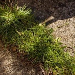 Kantensnijder 13 Kantensnijder -Buitentuinwinkel 1200x1200 1355