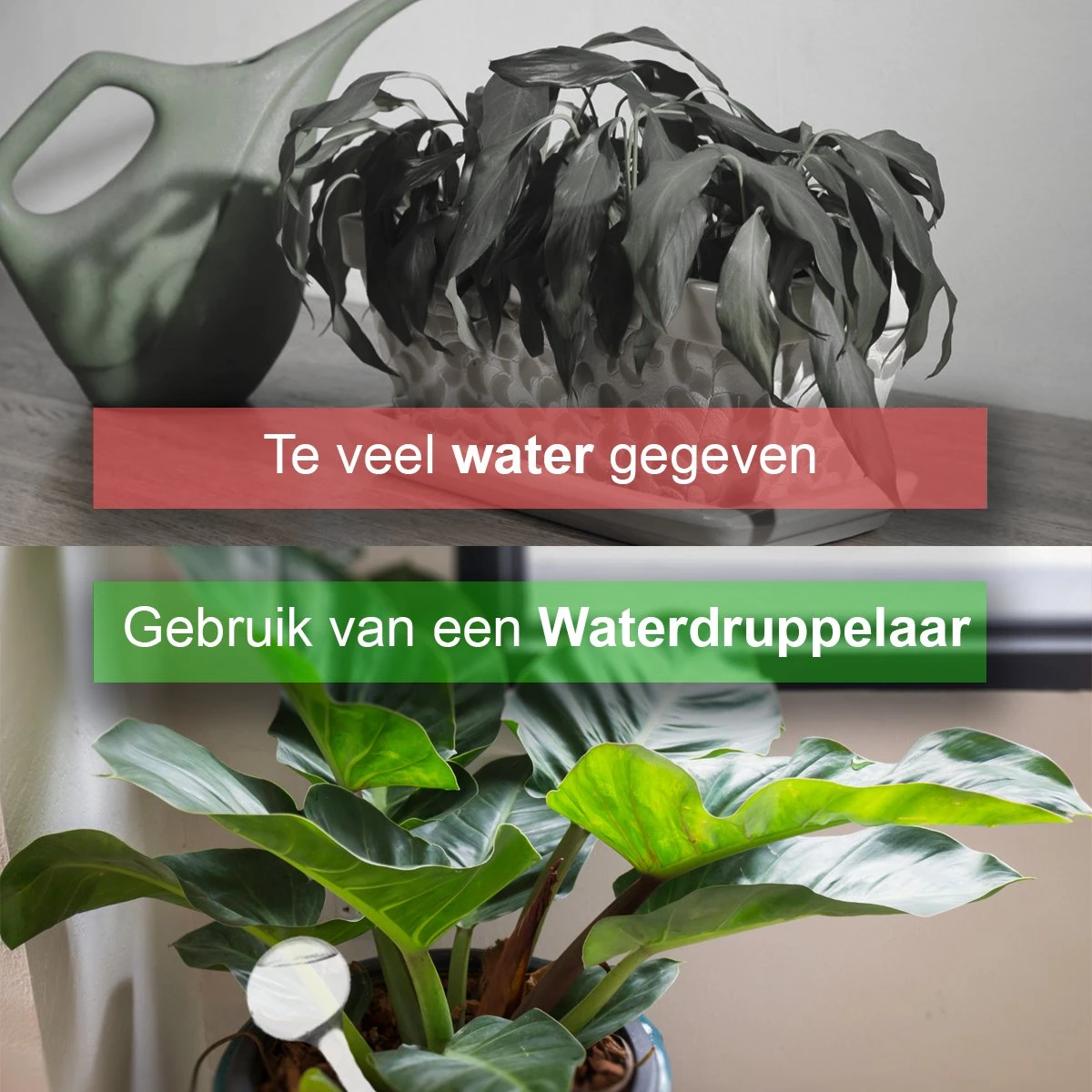 Waterdruppelaar Set Van 6 Stuks - Waterdruppelaar Voor Planten - Watergeefsysteem - Waterbol Irrigatiesysteem - Automatisch Druppelsysteem Voor Kamerplanten & Tuin - Watergever - Doorzichtig - 15cm 8 Waterdruppelaar Set Van 6 Stuks - Waterdruppelaar Voor Planten - Watergeefsysteem - Waterbol Irrigatiesysteem - Automatisch Druppelsysteem Voor Kamerplanten & Tuin - Watergever - Doorzichtig - 15cm - Afbeelding 6