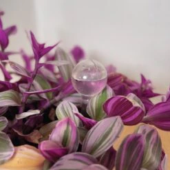 Merkloos JADI - Druppelsysteem - Waterdruppelaar Voor Uw Planten - Set Van 6 Stuks - 3 Grote & 3 Kleine - Transparante Waterbollen 8 Merkloos JADI - Druppelsysteem - Waterdruppelaar Voor Uw Planten - Set Van 6 Stuks - 3 Grote & 3 Kleine - Transparante Waterbollen -Buitentuinwinkel 1200x1200 47