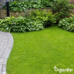 Koemestkorrels 3in1 (20Kg Voor 200m2) Allround Organische Meststof - Direct Opneembare Voeding - Langdurige Werking > 120 Dagen - Geurloos - Verbeterd Bodem - Lavameel Toevoeging - Versterkt Gras En Planten - Organifer 17 Koemestkorrels 3in1 (20Kg Voor 200m2) Allround Organische Meststof - Direct Opneembare Voeding - Langdurige Werking > 120 Dagen - Geurloos - Verbeterd Bodem - Lavameel Toevoeging - Versterkt Gras En Planten - Organifer -Buitentuinwinkel 1200x1200 501