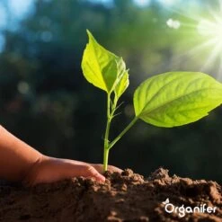 Koemestkorrels 3in1 (20Kg Voor 200m2) Allround Organische Meststof - Direct Opneembare Voeding - Langdurige Werking > 120 Dagen - Geurloos - Verbeterd Bodem - Lavameel Toevoeging - Versterkt Gras En Planten - Organifer 19 Koemestkorrels 3in1 (20Kg Voor 200m2) Allround Organische Meststof - Direct Opneembare Voeding - Langdurige Werking > 120 Dagen - Geurloos - Verbeterd Bodem - Lavameel Toevoeging - Versterkt Gras En Planten - Organifer -Buitentuinwinkel 1200x1200 503