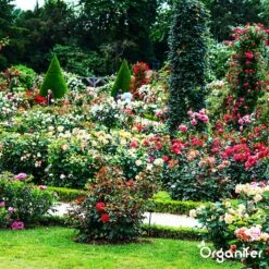 Koemestkorrels 3in1 (20Kg Voor 200m2) Allround Organische Meststof - Direct Opneembare Voeding - Langdurige Werking > 120 Dagen - Geurloos - Verbeterd Bodem - Lavameel Toevoeging - Versterkt Gras En Planten - Organifer 20 Koemestkorrels 3in1 (20Kg Voor 200m2) Allround Organische Meststof - Direct Opneembare Voeding - Langdurige Werking > 120 Dagen - Geurloos - Verbeterd Bodem - Lavameel Toevoeging - Versterkt Gras En Planten - Organifer -Buitentuinwinkel 1200x1200 504