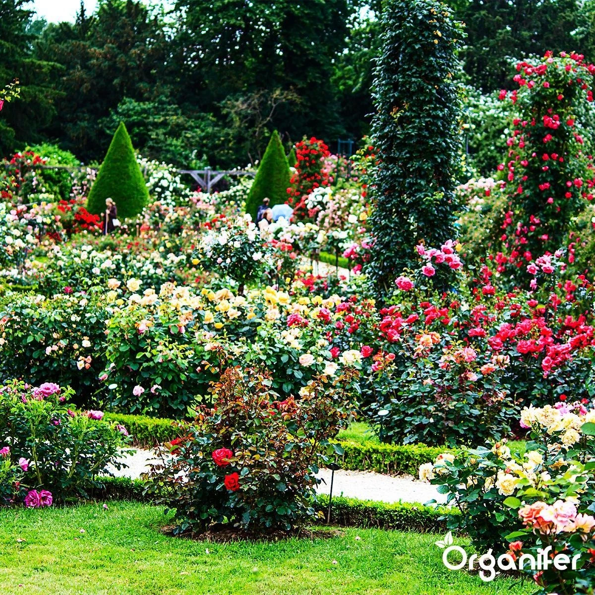Koemestkorrels 3in1 (20Kg Voor 200m2) Allround Organische Meststof - Direct Opneembare Voeding - Langdurige Werking > 120 Dagen - Geurloos - Verbeterd Bodem - Lavameel Toevoeging - Versterkt Gras En Planten - Organifer 10 Koemestkorrels 3in1 (20Kg Voor 200m2) Allround Organische Meststof - Direct Opneembare Voeding - Langdurige Werking > 120 Dagen - Geurloos - Verbeterd Bodem - Lavameel Toevoeging - Versterkt Gras En Planten - Organifer - Afbeelding 8