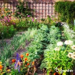 Koemestkorrels 3in1 (20Kg Voor 200m2) Allround Organische Meststof - Direct Opneembare Voeding - Langdurige Werking > 120 Dagen - Geurloos - Verbeterd Bodem - Lavameel Toevoeging - Versterkt Gras En Planten - Organifer 21 Koemestkorrels 3in1 (20Kg Voor 200m2) Allround Organische Meststof - Direct Opneembare Voeding - Langdurige Werking > 120 Dagen - Geurloos - Verbeterd Bodem - Lavameel Toevoeging - Versterkt Gras En Planten - Organifer -Buitentuinwinkel 1200x1200 505