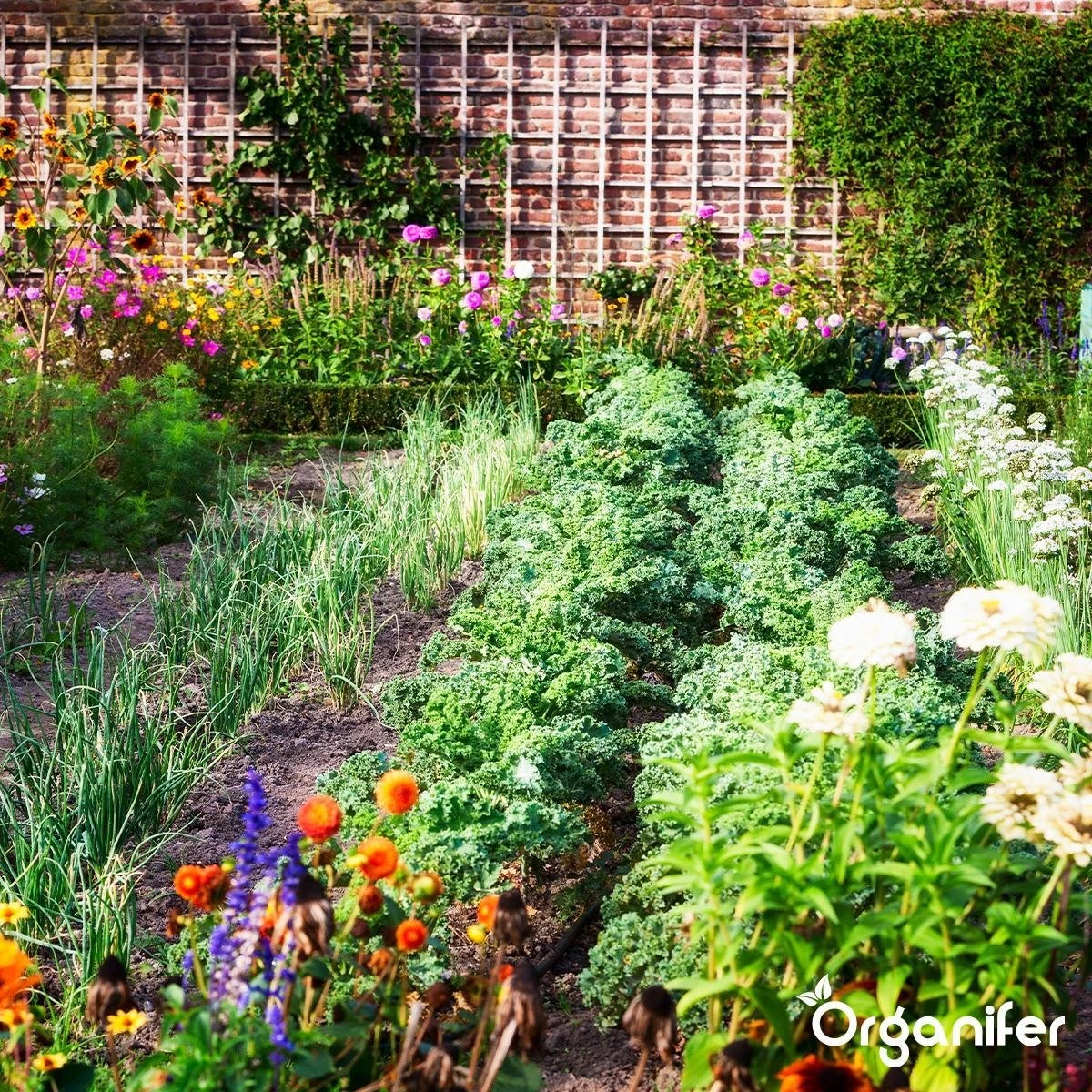 Koemestkorrels 3in1 (20Kg Voor 200m2) Allround Organische Meststof - Direct Opneembare Voeding - Langdurige Werking > 120 Dagen - Geurloos - Verbeterd Bodem - Lavameel Toevoeging - Versterkt Gras En Planten - Organifer 11 Koemestkorrels 3in1 (20Kg Voor 200m2) Allround Organische Meststof - Direct Opneembare Voeding - Langdurige Werking > 120 Dagen - Geurloos - Verbeterd Bodem - Lavameel Toevoeging - Versterkt Gras En Planten - Organifer - Afbeelding 9