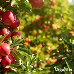 Koemestkorrels 3in1 (20Kg Voor 200m2) Allround Organische Meststof - Direct Opneembare Voeding - Langdurige Werking > 120 Dagen - Geurloos - Verbeterd Bodem - Lavameel Toevoeging - Versterkt Gras En Planten - Organifer 22 Koemestkorrels 3in1 (20Kg Voor 200m2) Allround Organische Meststof - Direct Opneembare Voeding - Langdurige Werking > 120 Dagen - Geurloos - Verbeterd Bodem - Lavameel Toevoeging - Versterkt Gras En Planten - Organifer -Buitentuinwinkel 1200x1200 506