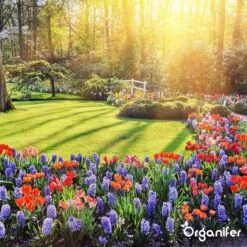 Koemestkorrels 3in1 (20Kg Voor 200m2) Allround Organische Meststof - Direct Opneembare Voeding - Langdurige Werking > 120 Dagen - Geurloos - Verbeterd Bodem - Lavameel Toevoeging - Versterkt Gras En Planten - Organifer 23 Koemestkorrels 3in1 (20Kg Voor 200m2) Allround Organische Meststof - Direct Opneembare Voeding - Langdurige Werking > 120 Dagen - Geurloos - Verbeterd Bodem - Lavameel Toevoeging - Versterkt Gras En Planten - Organifer -Buitentuinwinkel 1200x1200 507