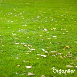 IJzersulfaat Meststof – Mos Verwijderaar – 5kg -Voor 250m2 (organifer) -Buitentuinwinkel 1200x1200 519