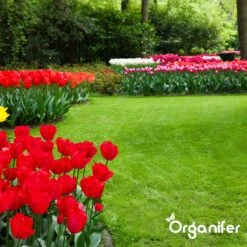 IJzersulfaat Meststof – Mos Verwijderaar – 5kg -Voor 250m2 (organifer) -Buitentuinwinkel 1200x1200 522