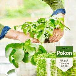 Pokon Bio Groene Planten Voeding - 500ml - Plantenvoeding (bio) - 7ml Per 1L Water -Buitentuinwinkel 1200x1200 526