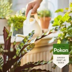 Pokon Bio Kamerplanten Voeding - 1l - Plantenvoeding (bio) - 7ml Per 1L Water -Buitentuinwinkel 1200x1200 527