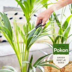 Pokon Bio Palm Voeding - 250ml - Plantenvoeding (bio) - 7ml Per 1L Water 14 Pokon Bio Palm Voeding - 250ml - Plantenvoeding (bio) - 7ml Per 1L Water -Buitentuinwinkel 1200x1200 531