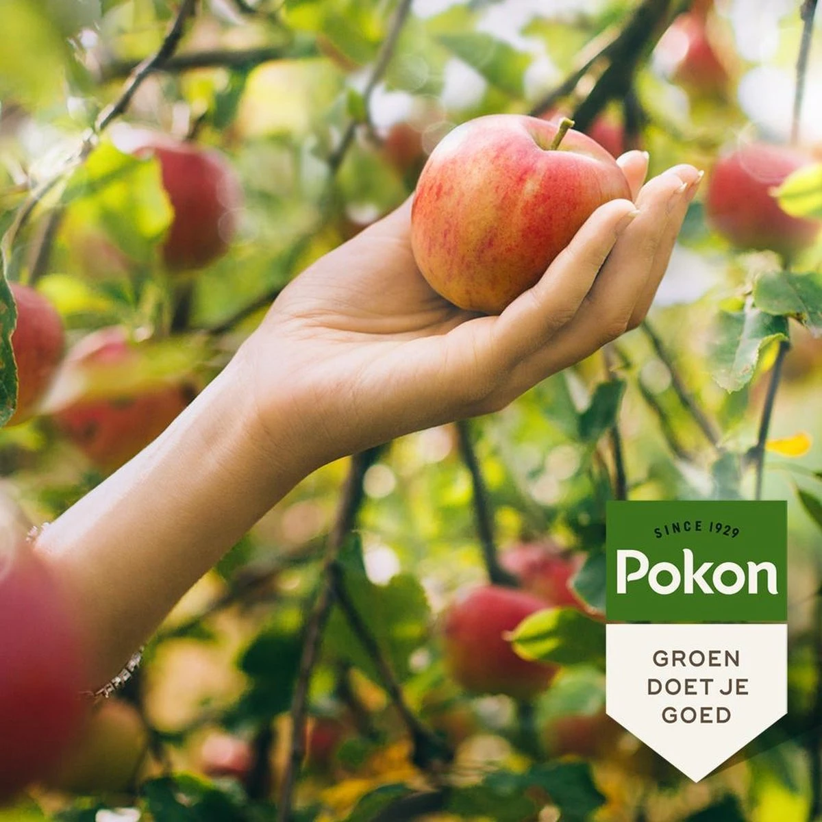 Pokon Bio Fruitbomen Mest - 1kg - Meststof (biologisch) - 120 Dagen Voeding 6 Pokon Bio Fruitbomen Mest - 1kg - Meststof (biologisch) - 120 Dagen Voeding - Afbeelding 4