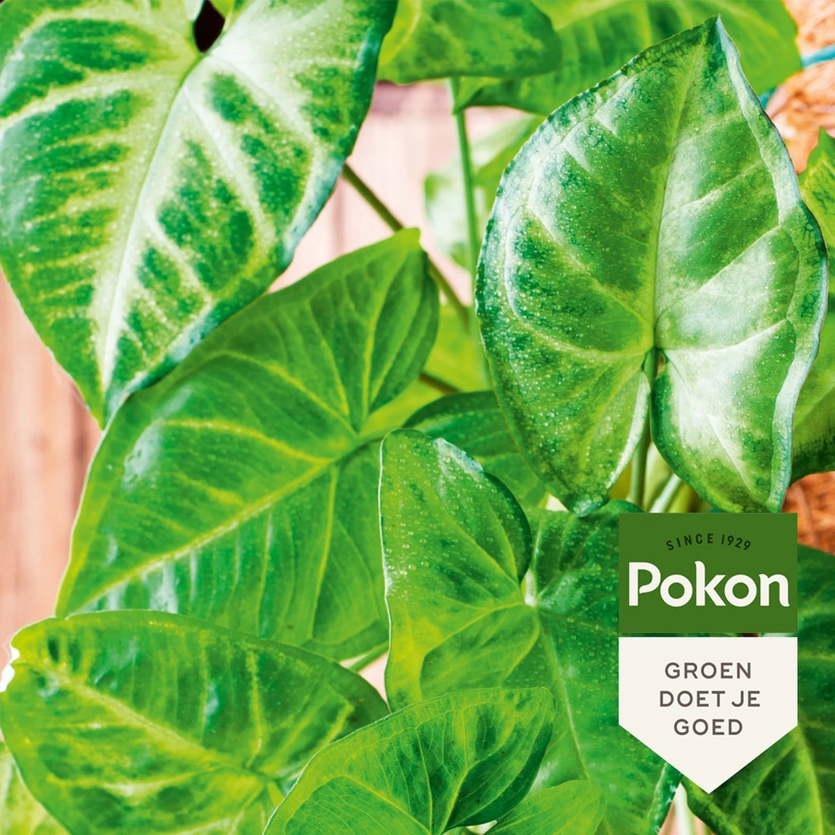 Pokon Bladglans 250ml 4 Pokon Bladglans 250ml - Afbeelding 2
