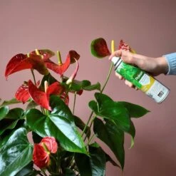 Pokon Bladglans 250ml 15 Pokon Bladglans 250ml -Buitentuinwinkel 1200x1200 534