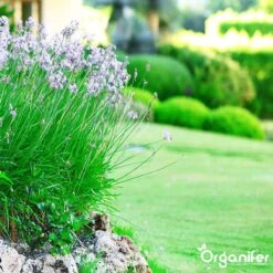 Lavameel Uit Eifel Oergesteente (20Kg Voor 200m2) Organifer -Buitentuinwinkel 1200x1200 540