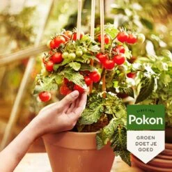 Pokon Bio Moestuin Mest - 1kg - Meststof (biologisch) - 120 Dagen Moestuinvoeding -Buitentuinwinkel 1200x1200 548