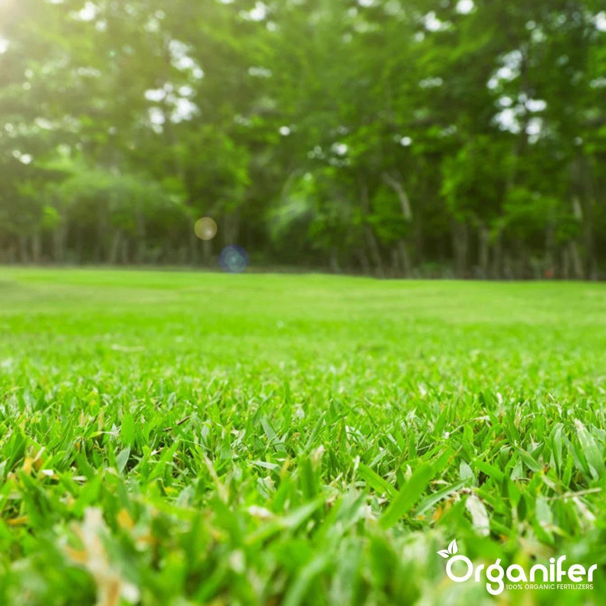 Gazonmest All-In-One (5Kg - Voor 100m2) Voor Een Diepgroen Sterk Gazon Zonder Mos En Onkruid - Complete Meststof Met Kalk En Grasversterker - Organifer 7 Gazonmest All-In-One (5Kg - Voor 100m2) Voor Een Diepgroen Sterk Gazon Zonder Mos En Onkruid - Complete Meststof Met Kalk En Grasversterker - Organifer - Afbeelding 5