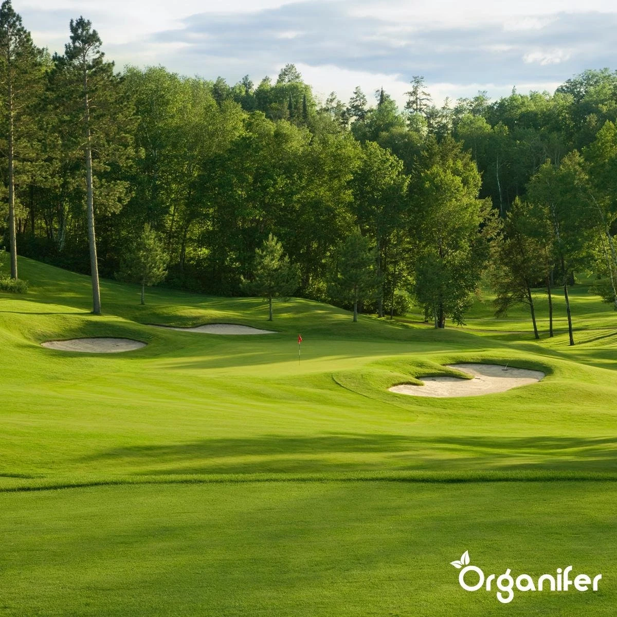 Gazonmest All-In-One (5Kg - Voor 100m2) Voor Een Diepgroen Sterk Gazon Zonder Mos En Onkruid - Complete Meststof Met Kalk En Grasversterker - Organifer 14 Gazonmest All-In-One (5Kg - Voor 100m2) Voor Een Diepgroen Sterk Gazon Zonder Mos En Onkruid - Complete Meststof Met Kalk En Grasversterker - Organifer - Afbeelding 12