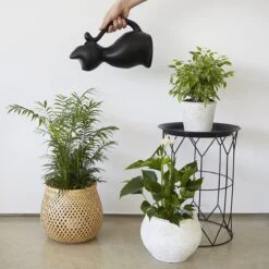 Balvi Meow! Kat Gieter - Zwart -Buitentuinwinkel 1200x1200 59