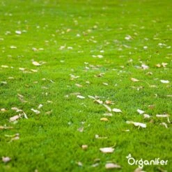 Gazonmest All-In-One (5Kg - Voor 100m2) Voor Een Diepgroen Sterk Gazon Zonder Mos En Onkruid - Complete Meststof Met Kalk En Grasversterker - Organifer 32 Gazonmest All-In-One (5Kg - Voor 100m2) Voor Een Diepgroen Sterk Gazon Zonder Mos En Onkruid - Complete Meststof Met Kalk En Grasversterker - Organifer -Buitentuinwinkel 1200x1200 591