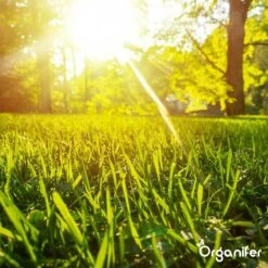 Gazonmest All-In-One (5Kg - Voor 100m2) Voor Een Diepgroen Sterk Gazon Zonder Mos En Onkruid - Complete Meststof Met Kalk En Grasversterker - Organifer 33 Gazonmest All-In-One (5Kg - Voor 100m2) Voor Een Diepgroen Sterk Gazon Zonder Mos En Onkruid - Complete Meststof Met Kalk En Grasversterker - Organifer -Buitentuinwinkel 1200x1200 592