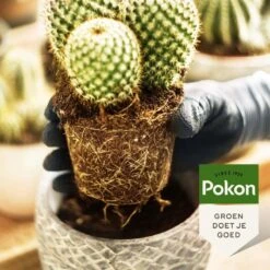 Pokon Cactus & Vetplant Voeding - 250ml - Plantenvoeding - 20ml Per 1L Water -Buitentuinwinkel 1200x1200 605