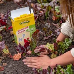 ECOStyle Vinassekali Organische Meststof - Vuor Kaliumtekort - Voor Moestuin, Siertuin En Fruit - Hoger Weerstand Tegen Droogte & Vorst - 15M² - 800 GR -Buitentuinwinkel 1200x1200 609