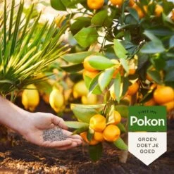 Pokon Mediterrane Planten Mest - 1kg - Meststof - 3-in-1 Werking -Buitentuinwinkel 1200x1200 622