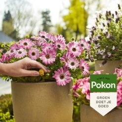 Pokon Voedingskegels Voor Terras- & Balkonplanten - 40 Stuks - 180 Dagen Voeding - Plantenvoeding -Buitentuinwinkel 1200x1200 624